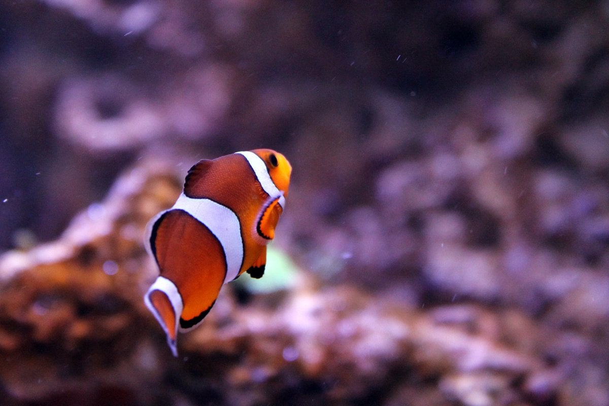 Loveland Living Planet Aquarium - Gallery Image 3